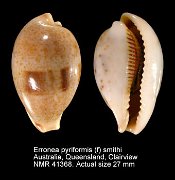 Erronea pyriformis (f) smithi